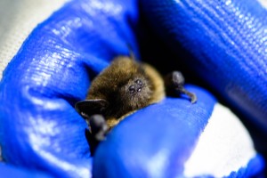 Soprano pipistrelle in the hand after being caught in a mist net
