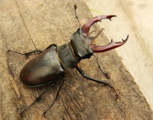 Stag Beetle 1