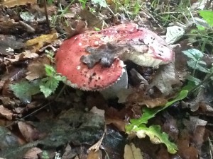 Russula c.f. emetica growing by the path through the Wilderness.