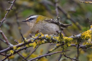 Firecrest by Ron Knight (on Flickr, Creative Commons)