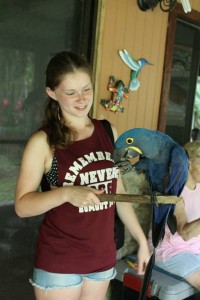 Handling a Hyacinth Macaw in Costa Rica