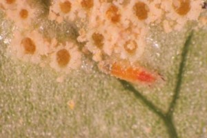 Arum rust aecia closeup with mycodplosis(2)