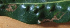 Leaf-mines of Ectoedemia heringella