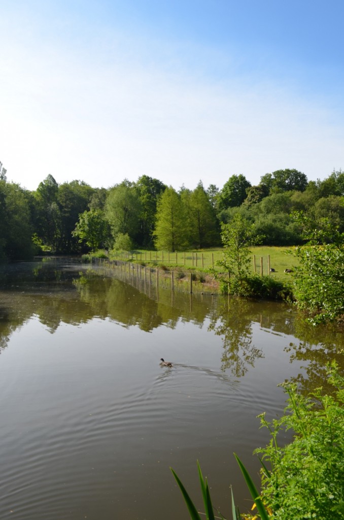 The upper section of Whiteknights Lake showing the newly planted and protected reed beds.