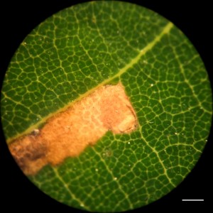 The perforation in the leaf epidermis indicates where the larva will have emerged after its development, suggesting this mine is one from a previous year.