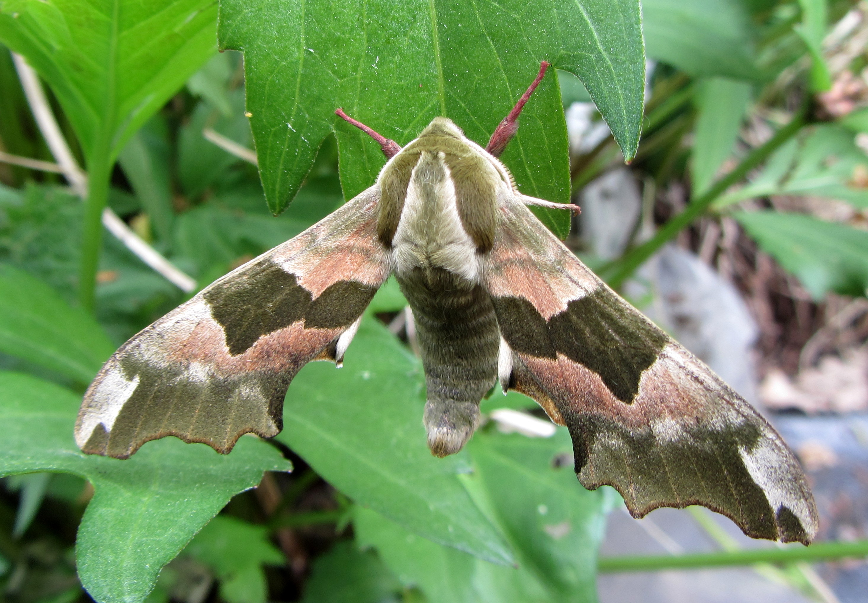 Whiteknights Moths | Whiteknights biodiversity