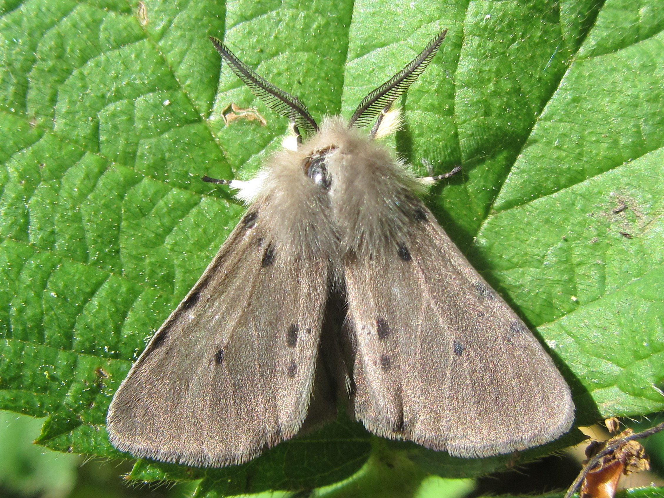 Lepidoptera (Moths) | Whiteknights biodiversity
