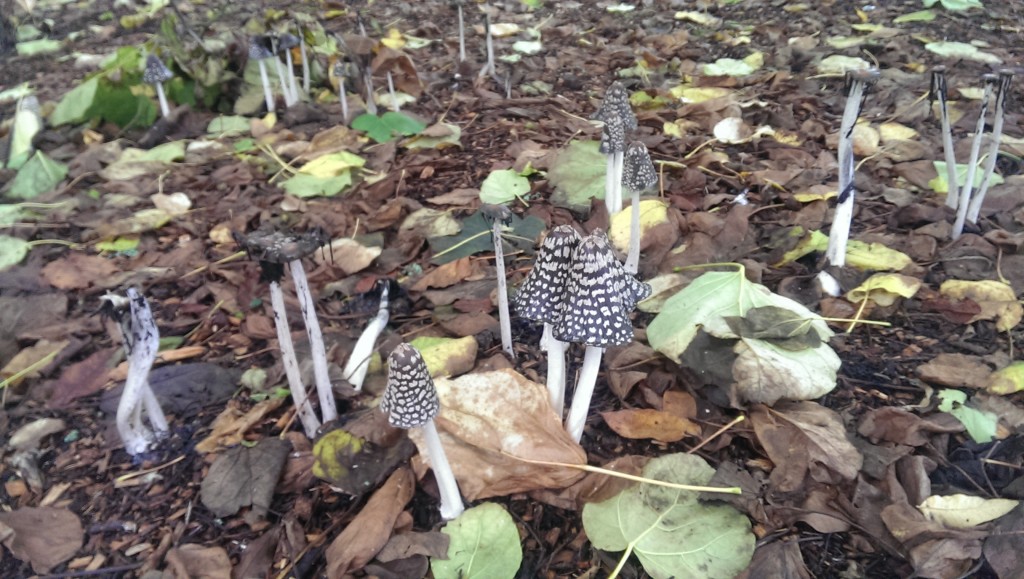 The magpie inkcap, Coprinus picaceus, found on wood chips under the Catalpa speciosa growing byt the Library.
