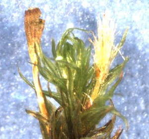 The densely hairy calyptra (right) of Ulota bruchii