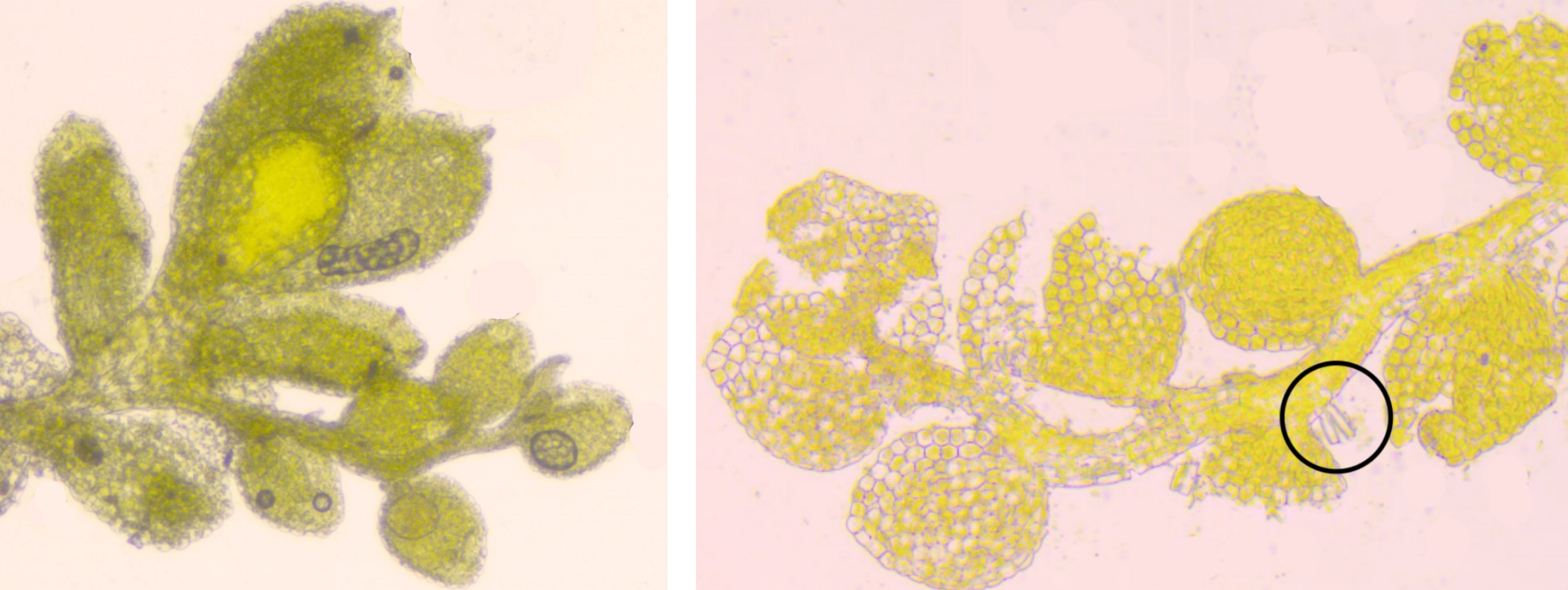 Left: Cololejeunea minutissima showing fertile branch with large perianth leaves. Right: Microlejeunea ulicina showing underleaf (circled). Images by D. Morris